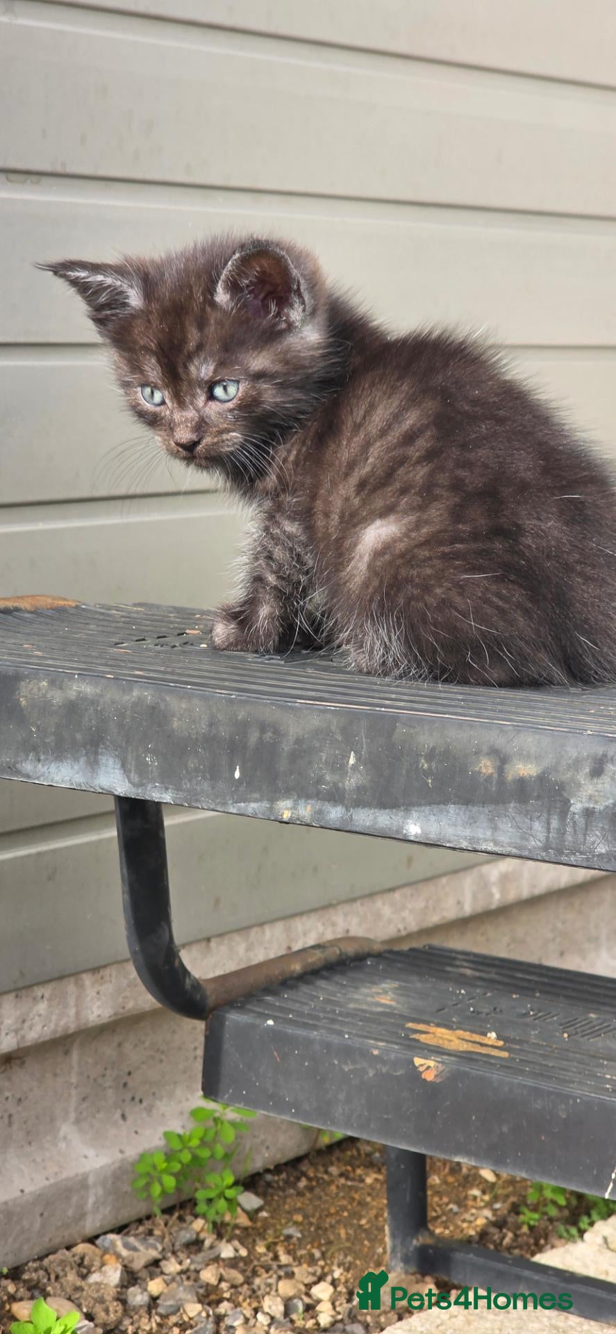 Mixed Breed cats Silver smoked maincoon cross  - Advert 3