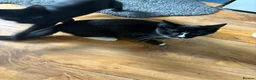 Domestic Shorthair cats for sale: 2 cats available  in West Bromwich - Advert 3