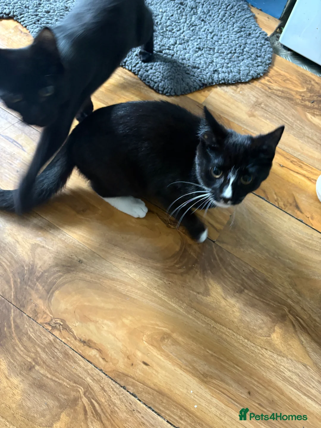 Domestic Shorthair cats for sale: 2 cats available  in West Bromwich - Advert 3
