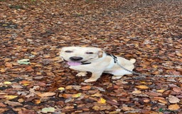 Labrador Retriever dogs for sale: Male Golden Labrador - Image 3