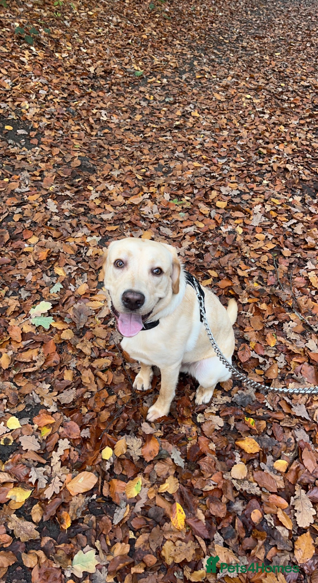 Labrador Retriever dogs for sale: Male Golden Labrador - Image 3