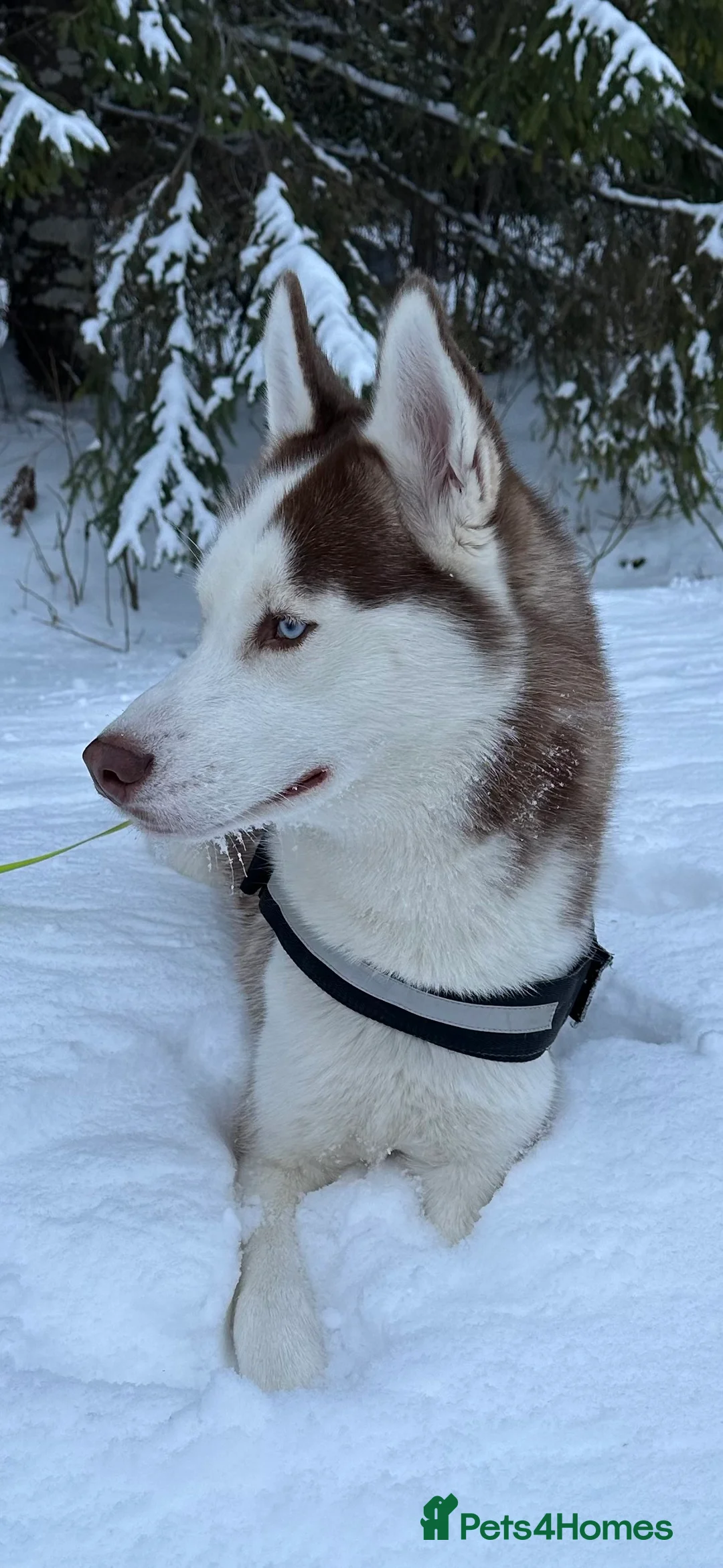 Siberian Husky dogs for stud: Imported Blue Eyed, Red & White Husky Stud - Advert 6