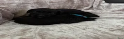 Labrador Retriever dogs for sale: Stunning Labrador pups - Advert 9