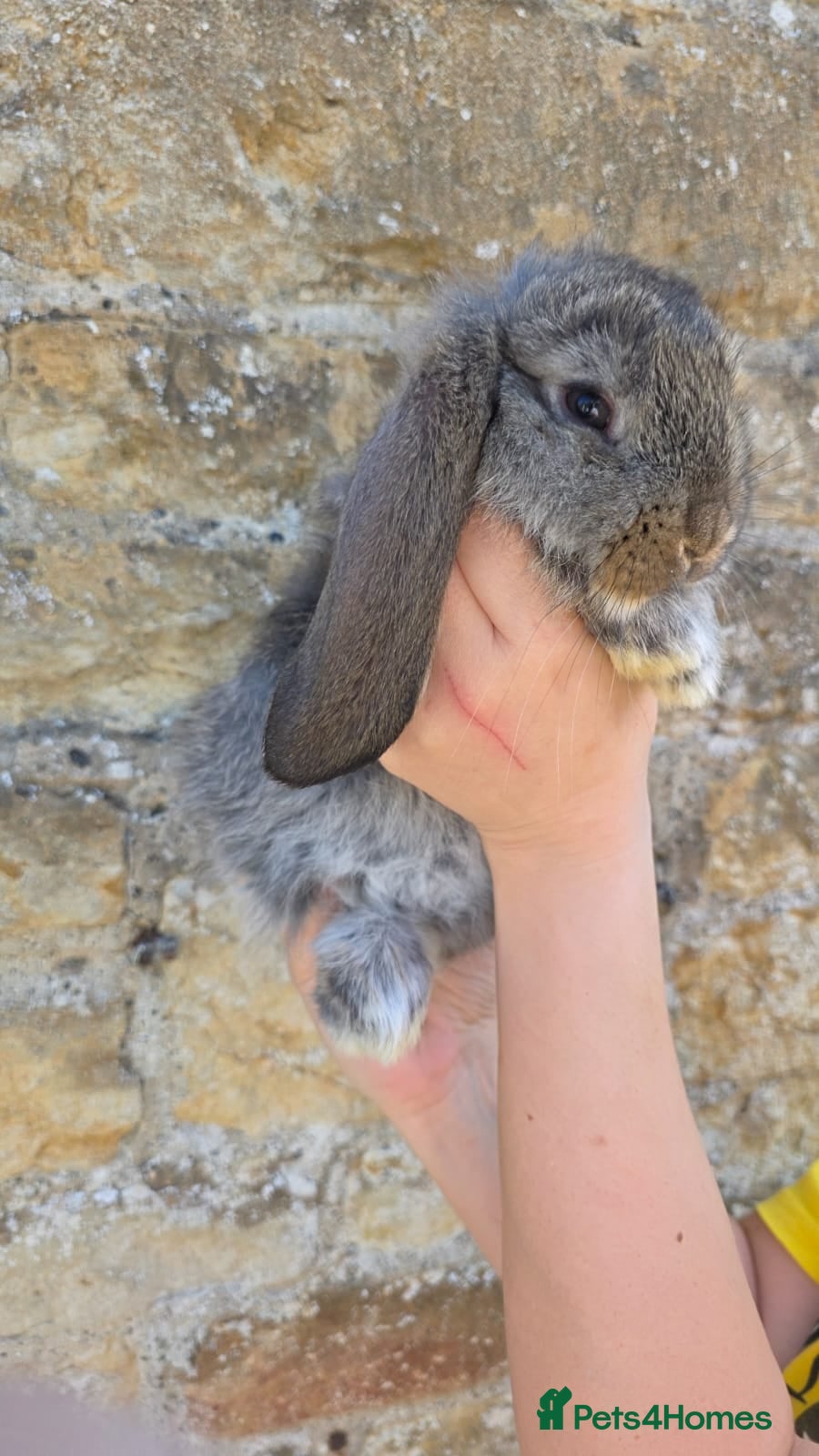 French Lop rabbits Giant French Lop - Advert 2