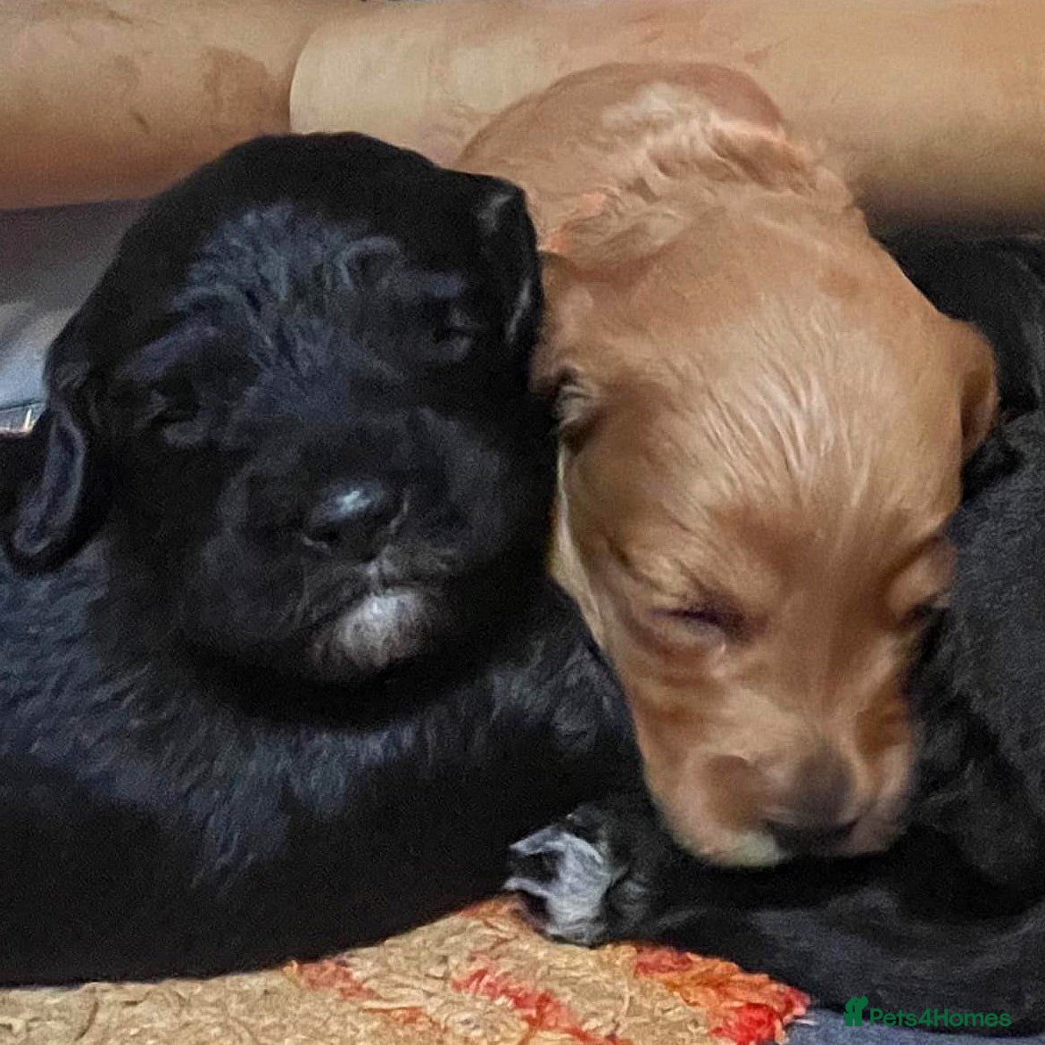 Cockapoo dogs Cockapoo Puppies for sale in Brighton - Advert 2