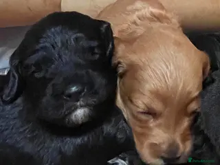 Cockapoo dogs Cockapoo Puppies for sale in Brighton - Advert 2