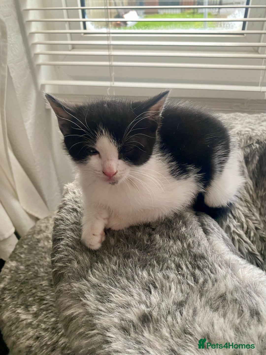 Mixed Breed cats for sale: Kittens for sale - Advert 16