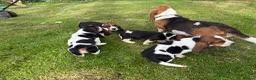 Basset Hound dogs for sale: Beautiful Basset Hound Puppies - Advert 10
