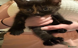 Mixed Breed cats for sale: Chunky lively cuddly kittens - Image 3