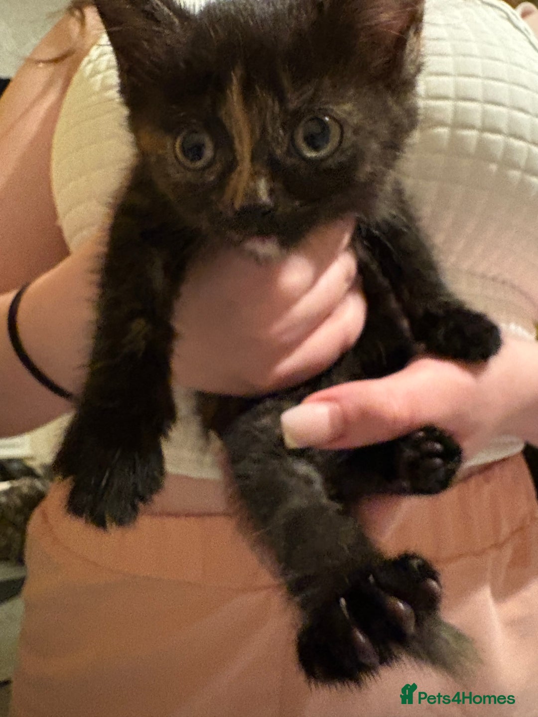 Mixed Breed cats for sale: Chunky lively cuddly kittens - Image 3