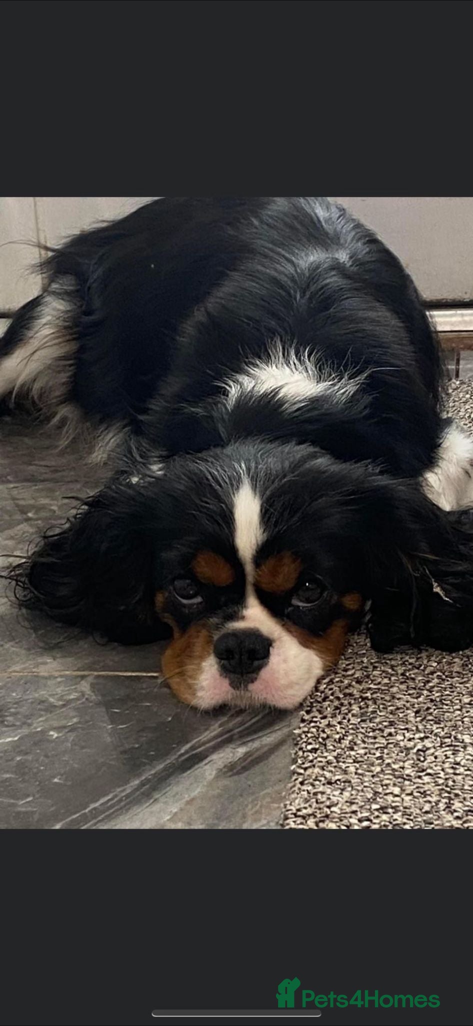 Cavalier King Charles Spaniel dogs KC Beautiful Health tested Babies - Advert 2