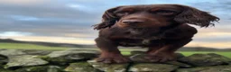 Cocker Spaniel dogs for stud: GRIMESGILL GOLDEN PLOVER - Advert 5