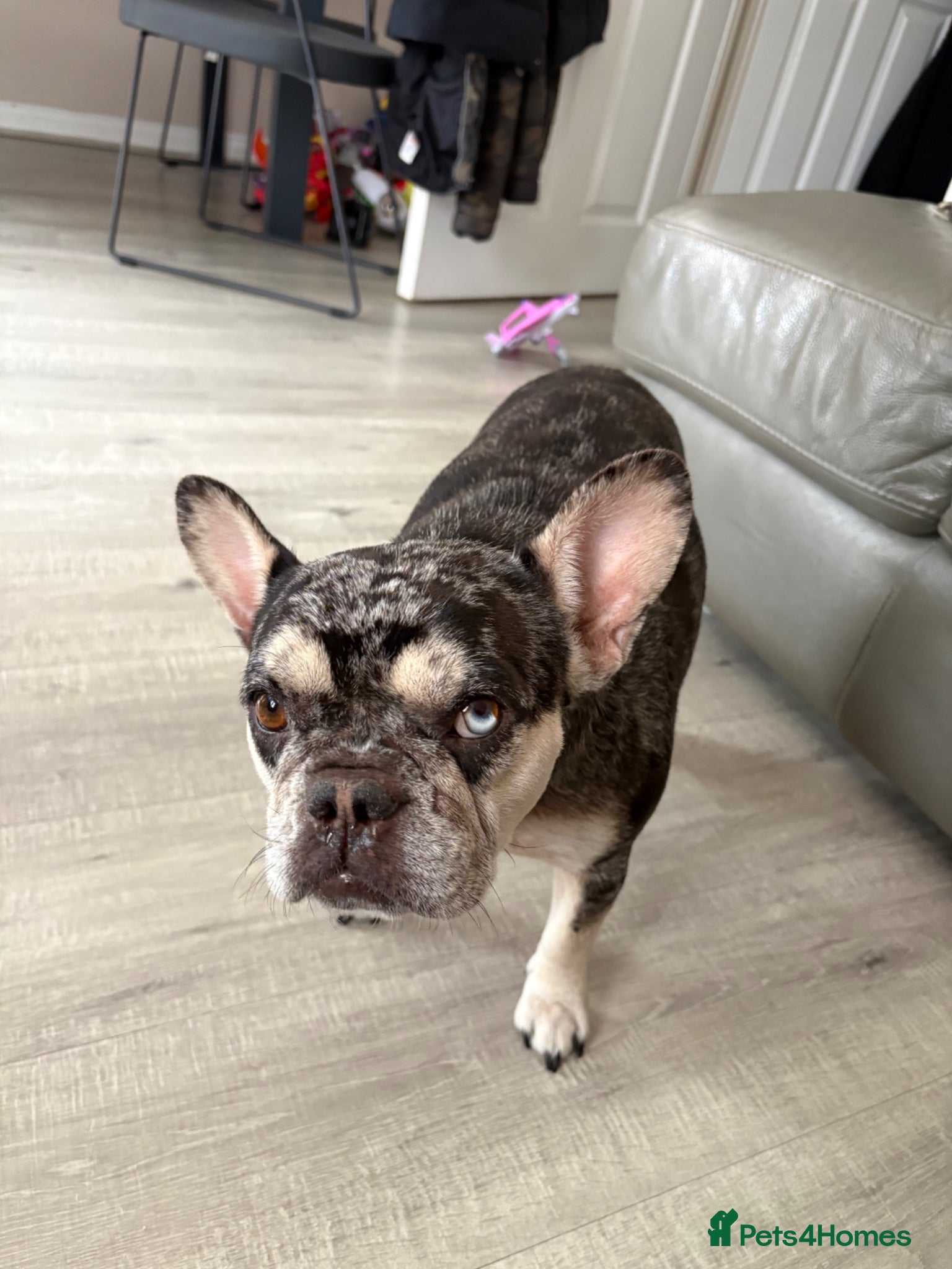French Bulldog dogs Daisy is a beautiful 3 year old French bulldog  - Advert 1