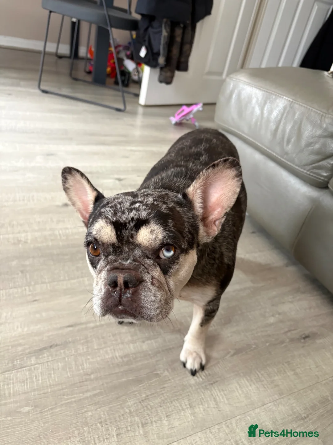 French Bulldog dogs for sale: Daisy is a beautiful 3 year old French bulldog  - Advert 1