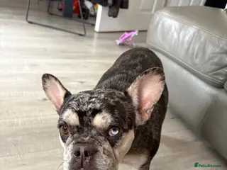French Bulldog dogs Daisy is a beautiful 3 year old French bulldog - Advert 2