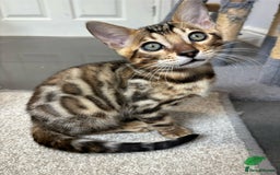 Bengal cats for sale: Ready for homes 3 stunning TICA reg Bengal boys - Image 25