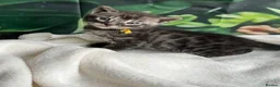 Bengal cats for sale: Rare Silver smoke Baby Bengals  in Stowmarket - Advert 30