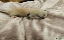 Ragdoll cats for sale: Ragdoll kittens  - Image 12