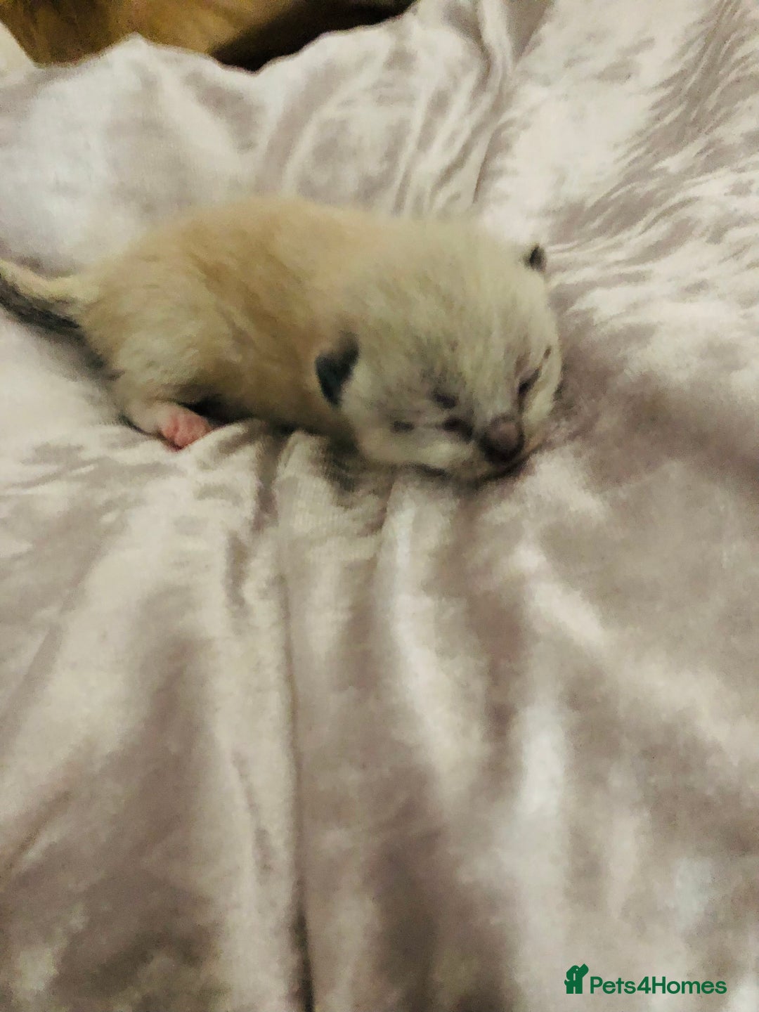 Ragdoll cats for sale: Ragdoll kittens  - Image 12