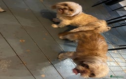 Shih Tzu dogs for sale: Beautiful litter or imperial Shih Tzu puppies  - Advert 30