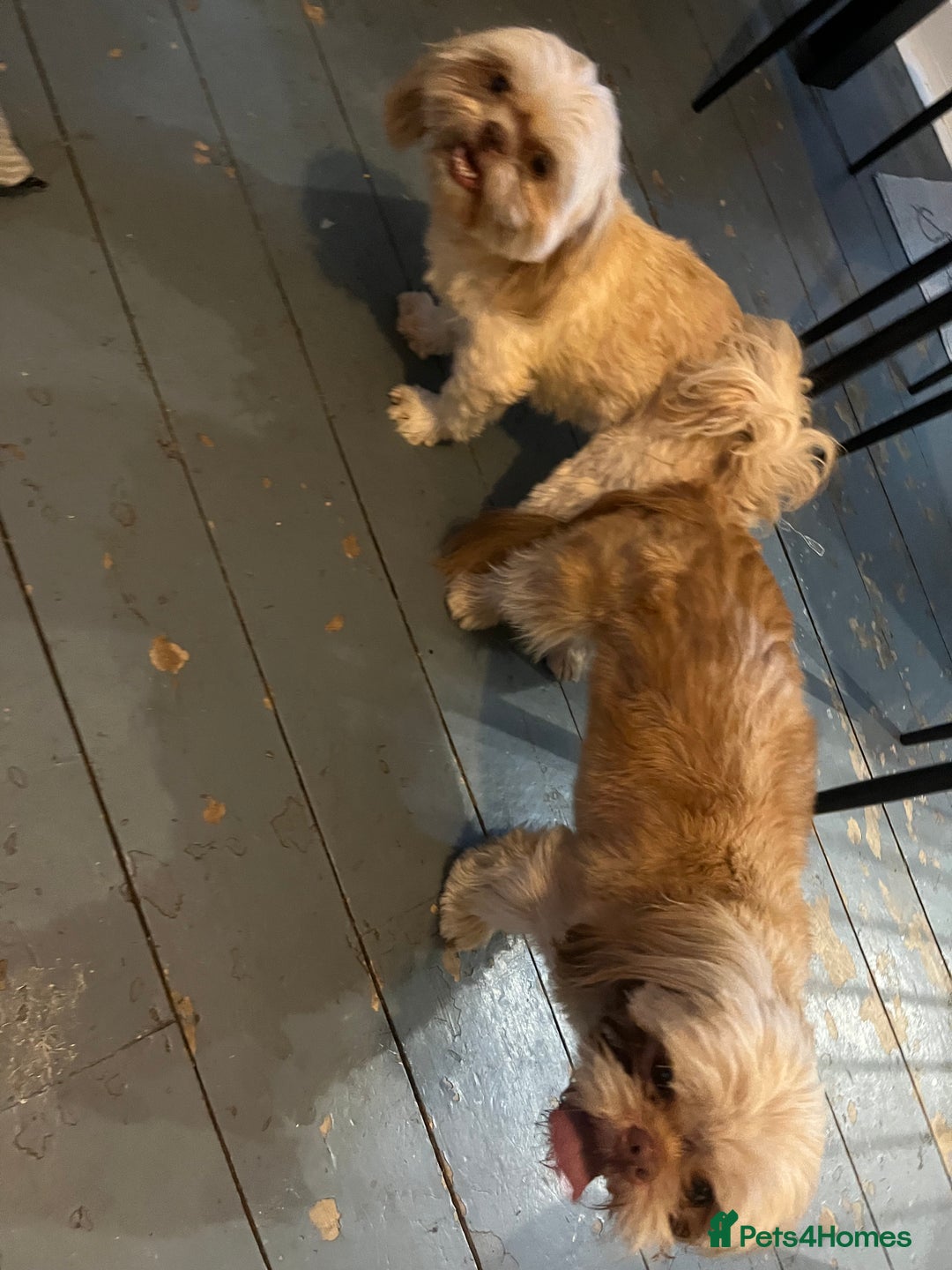 Shih Tzu dogs for sale: Beautiful litter or imperial Shih Tzu puppies  - Advert 30