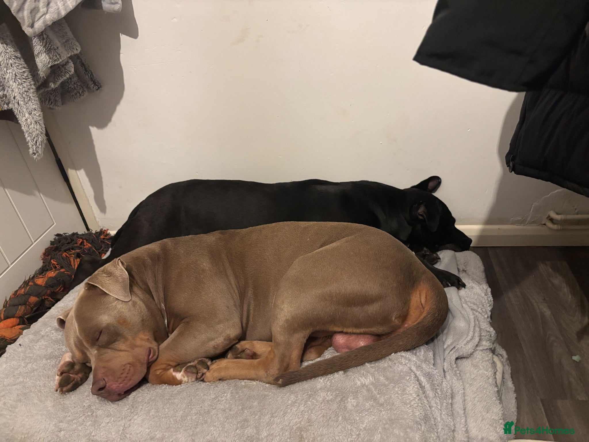 Mixed Breed dogs Stuffy X American Bully Pups - Advert 2