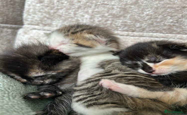 Mixed Breed cats - Advert 3
