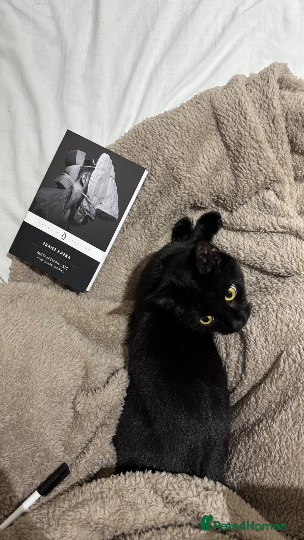 Domestic Shorthair cats Black female domestic shorthair - Advert 10