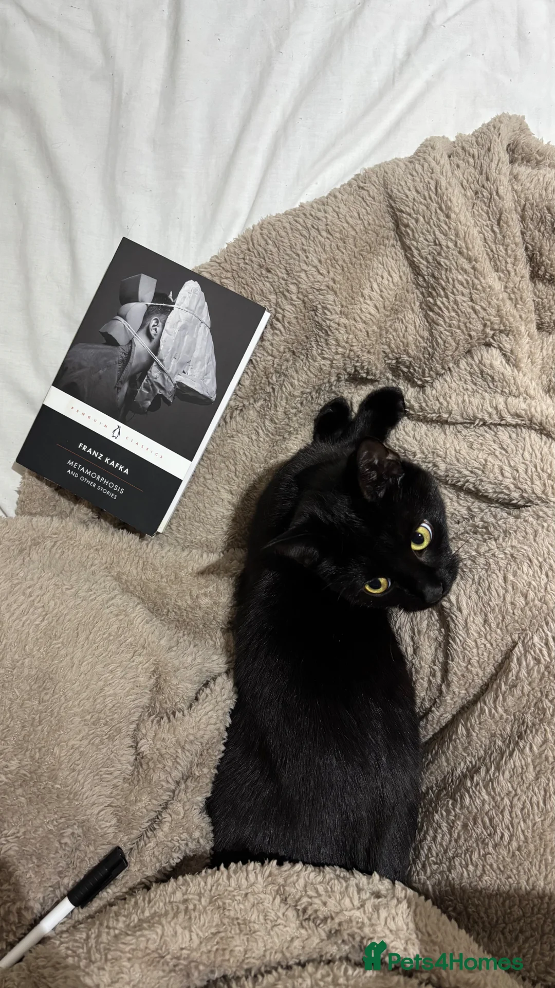 Domestic Shorthair cats for sale: Black female domestic shorthair - Advert 1