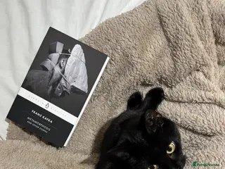 Domestic Shorthair cats Black female domestic shorthair - Advert 9