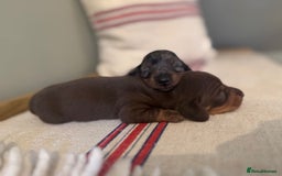 Miniature Dachshund dogs for sale: KC reg v small miniature smooth dachshund puppies - Image 13