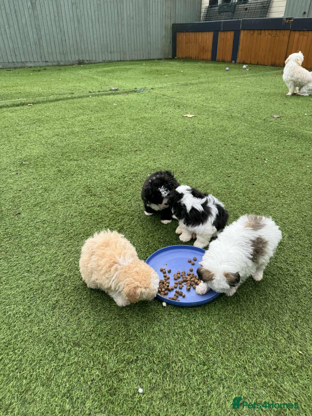 Mixed Breed dogs for sale: Bichon Maltese mix  - Advert 5