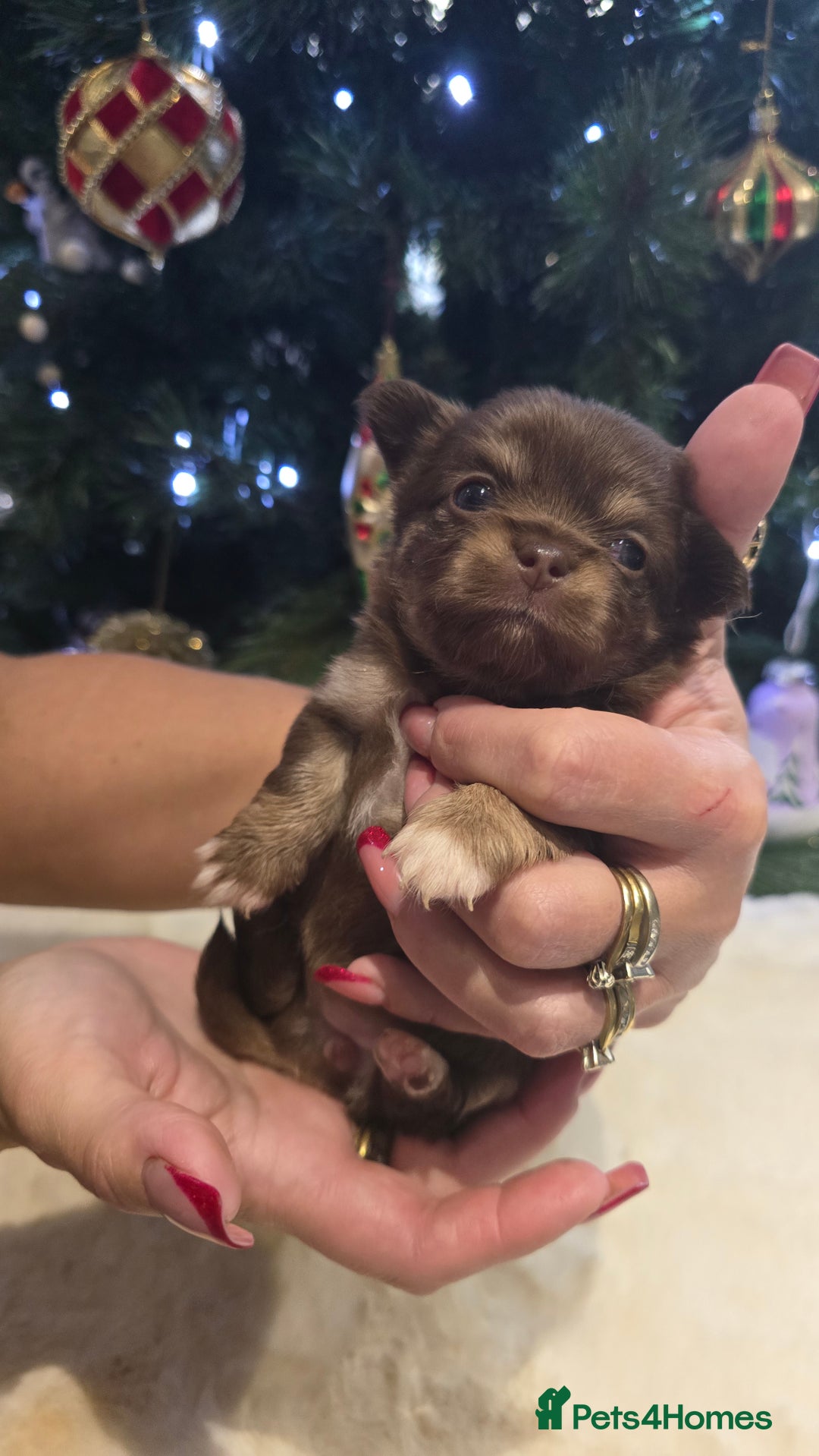 Chihuahua dogs for sale: Chihuahua puppies Russian ancestry with perfect bo - Advert 3