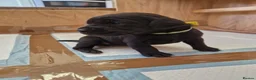 Labrador Retriever dogs for sale: Black Lab Pups INT FT Ch Sire Champion Bloodlines - Advert 27