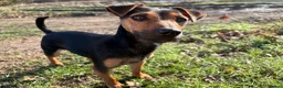 Jack Russell dogs for sale: Delightful Miniature Jack Russell Pups - Advert 3