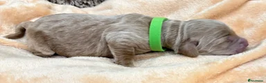 Double Doodle Puppy 5 - Green collar