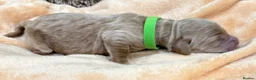 Double Doodle dogs for sale: Sunning littler of Doubledoodle puppies in Grimsby - Advert 39