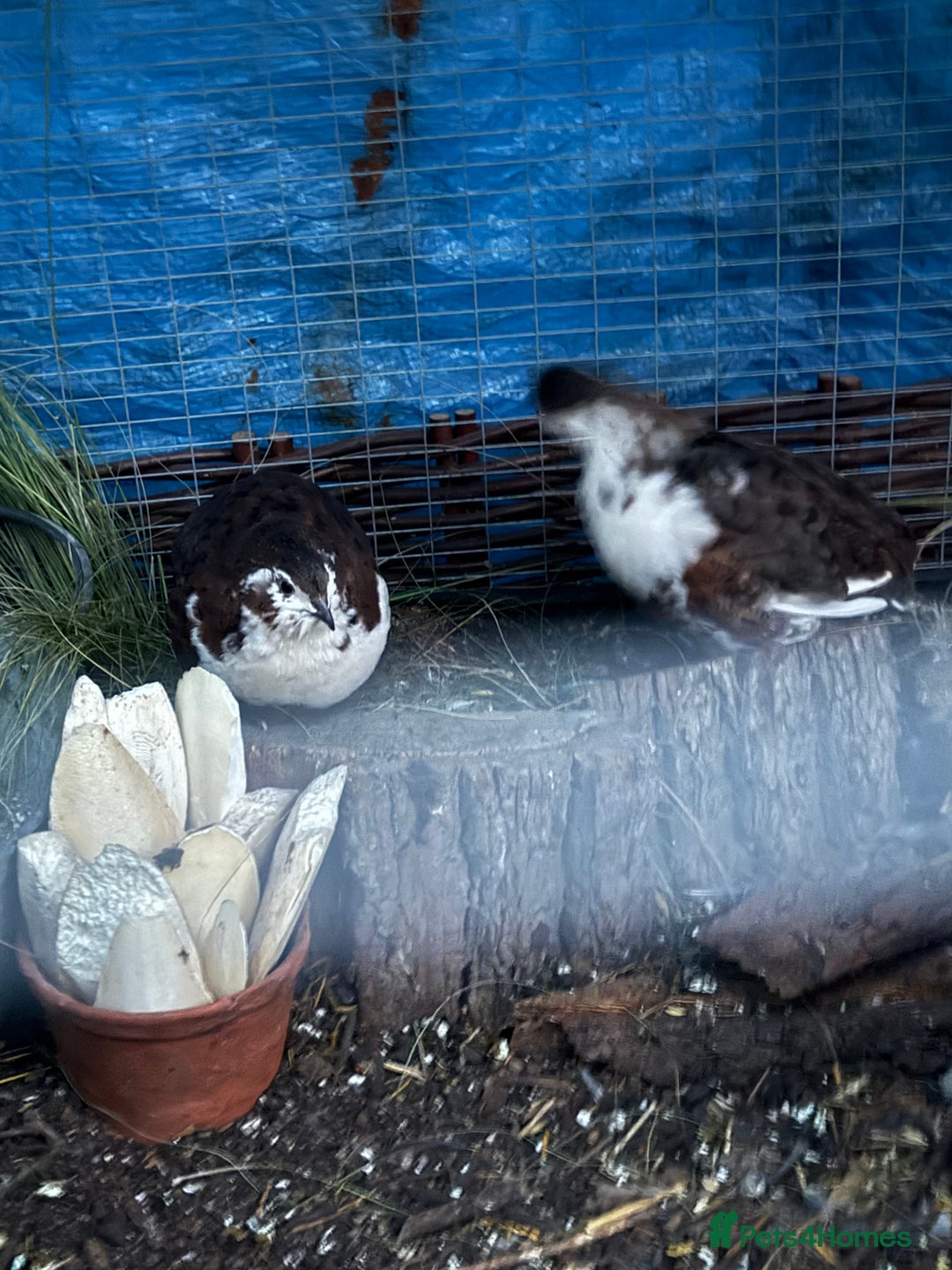 Quail poultry for sale: Celedon Carrier quail   - Image 4