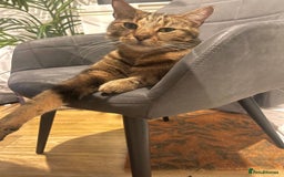 Domestic Shorthair cats for sale: Coco  - Image 4