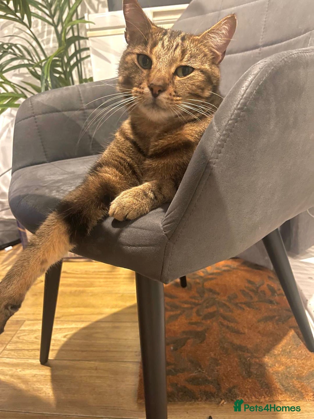 Domestic Shorthair cats for sale: Coco  - Image 4