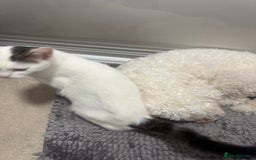 Domestic Shorthair cats for sale: Snow White sisters ❄️🥰 - Image 16