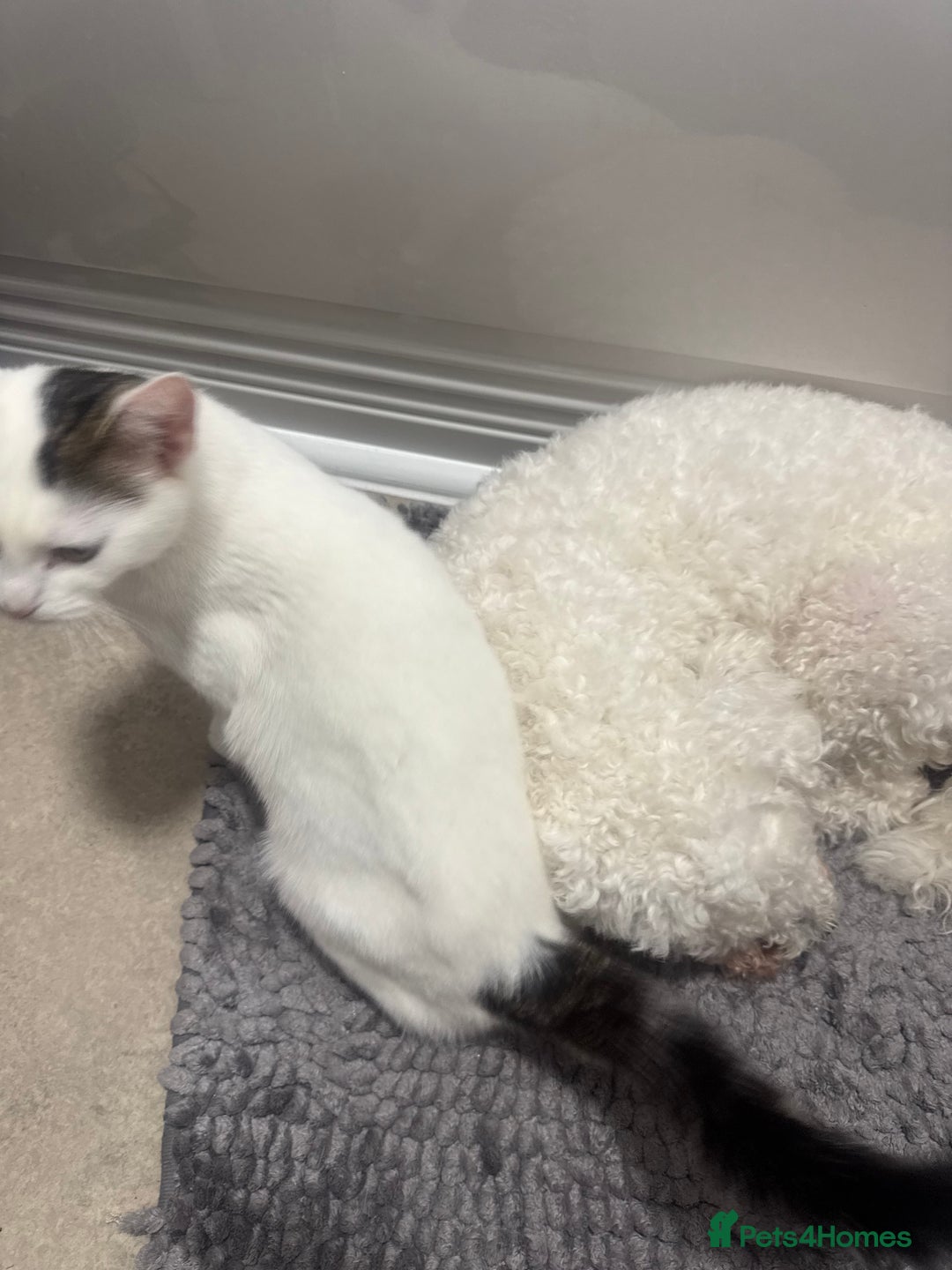 Domestic Shorthair cats for sale: Snow White sisters ❄️🥰 - Image 16
