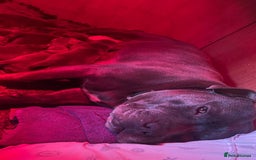 Staffordshire Bull Terrier dogs for sale: SIMPLY STUNNING COI 5.4% - Advert 16