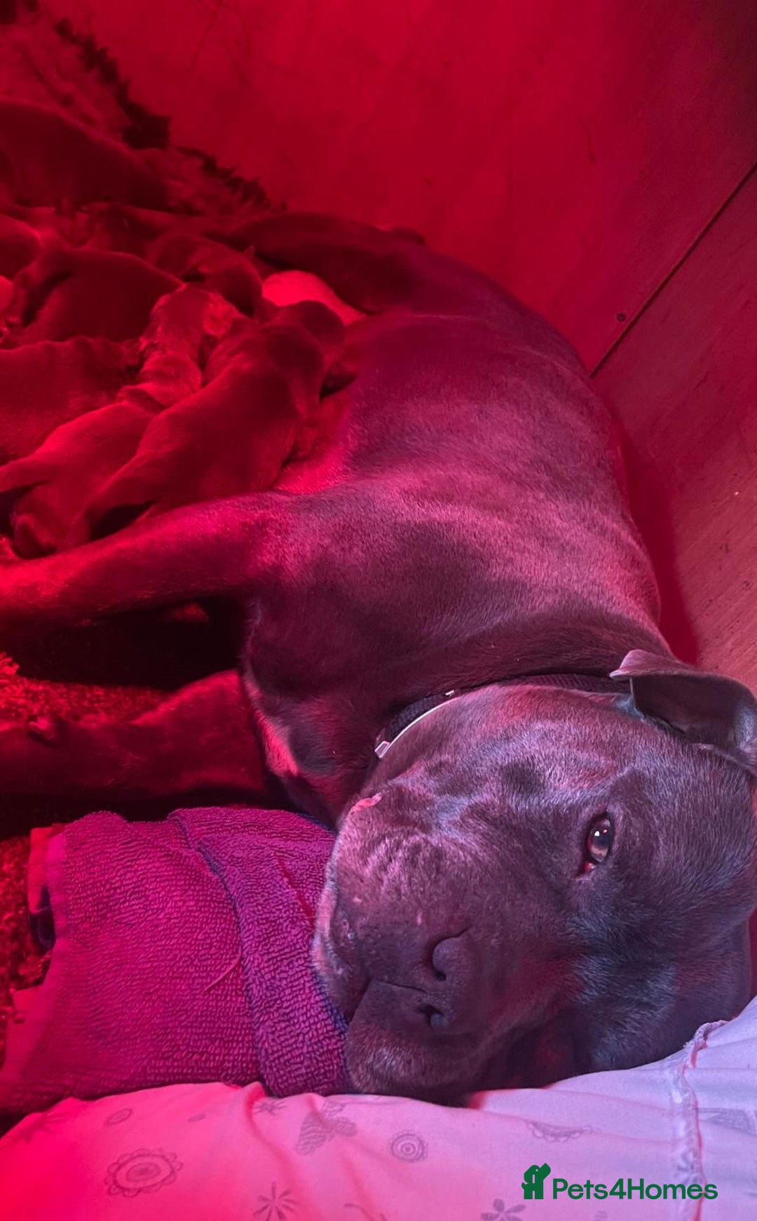 Staffordshire Bull Terrier dogs for sale: SIMPLY STUNNING COI 5.4% - Advert 16