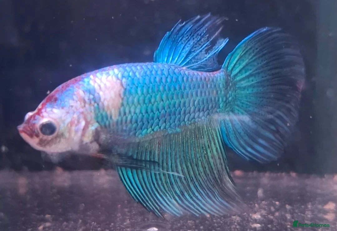 Other/Mixed Breed fish for sale: Mixture of all different types of fish i have. - Advert 1