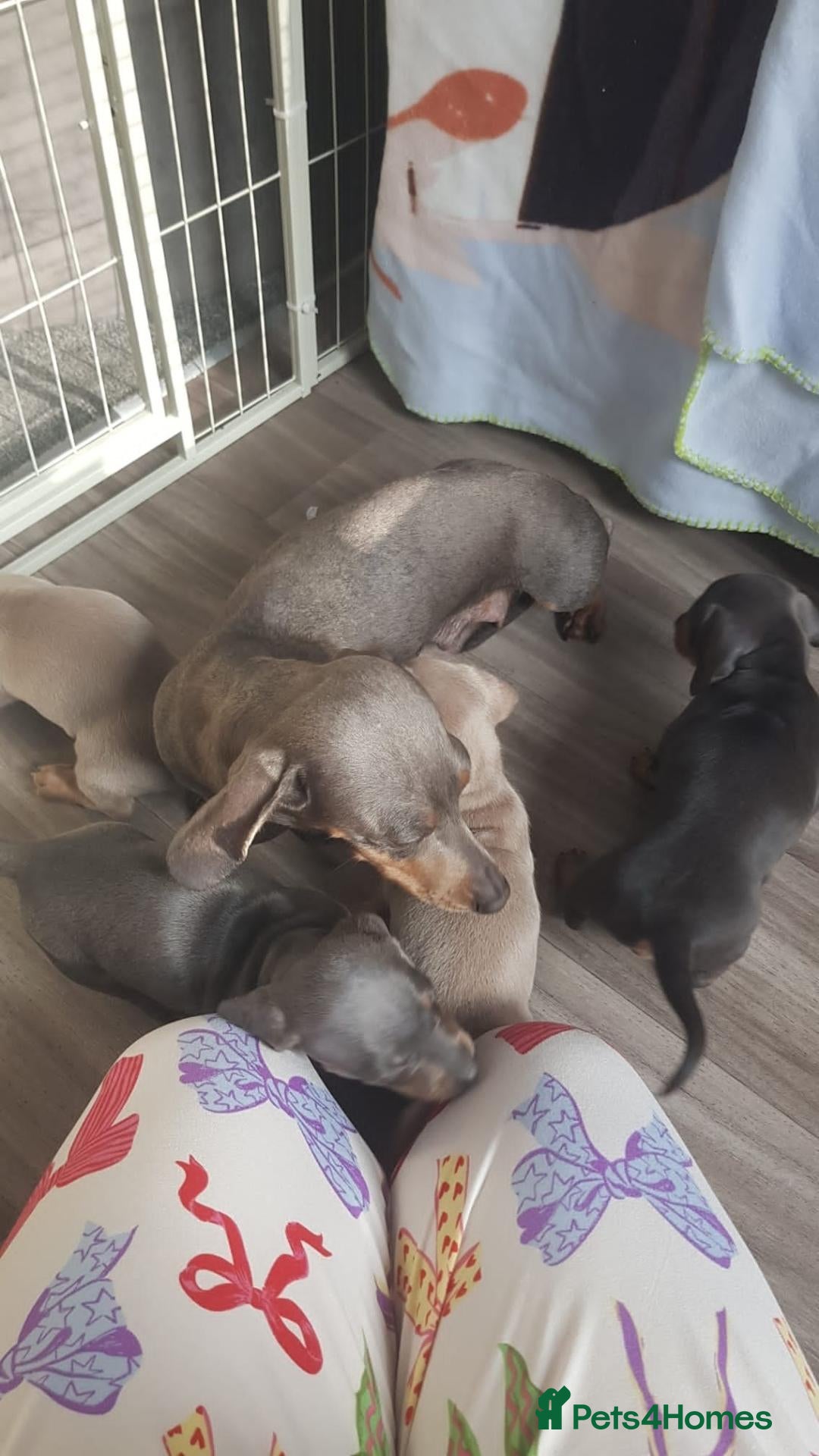 Miniature Dachshund dogs for sale: SMOOTH HAIRED MINIATURE DACHSHUND'S FOR SALE - Advert 13