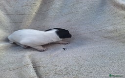 Mixed Breed dogs for sale: Spanish jack Russell (bodeguero) x border collie - Image 23