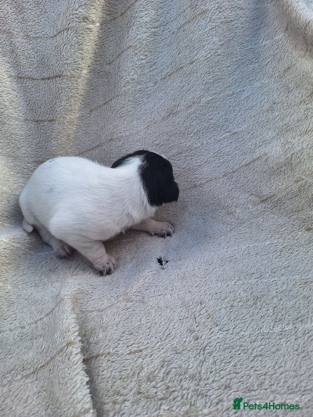 Mixed Breed dogs for sale: Spanish jack Russell (bodeguero) x border collie - Image 23