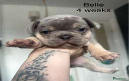 French Bulldog dogs for sale: KC registered French Bulldog puppies 4 WEEKs! - Image 3