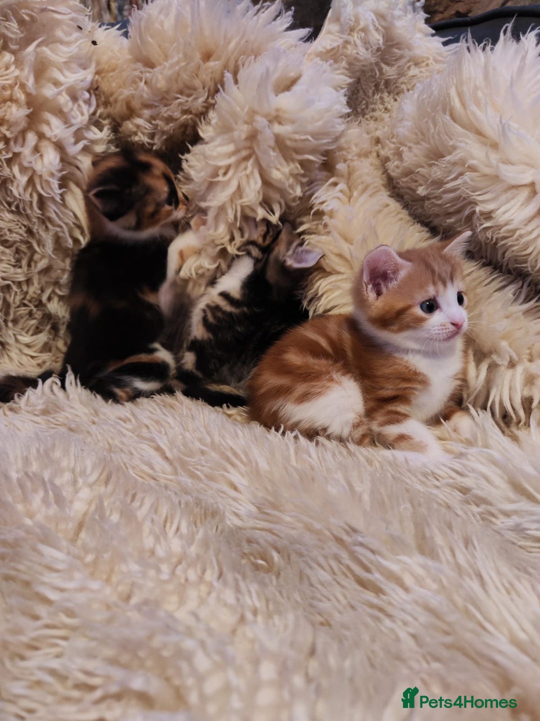 Mixed Breed cats for sale: 4 kittens looking for new home - Advert 1